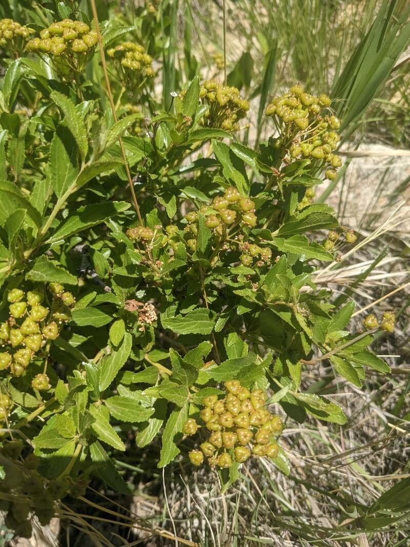 Ceanothus bylinný