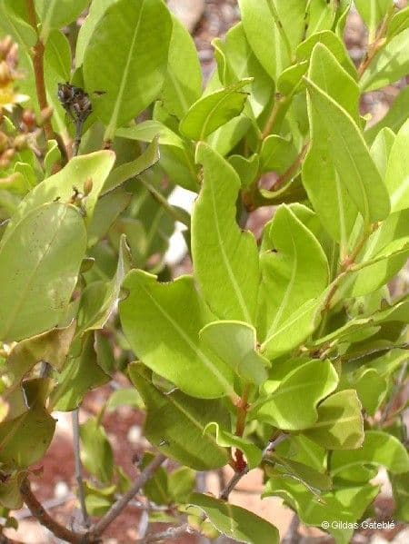 Cloezia floribunda 7