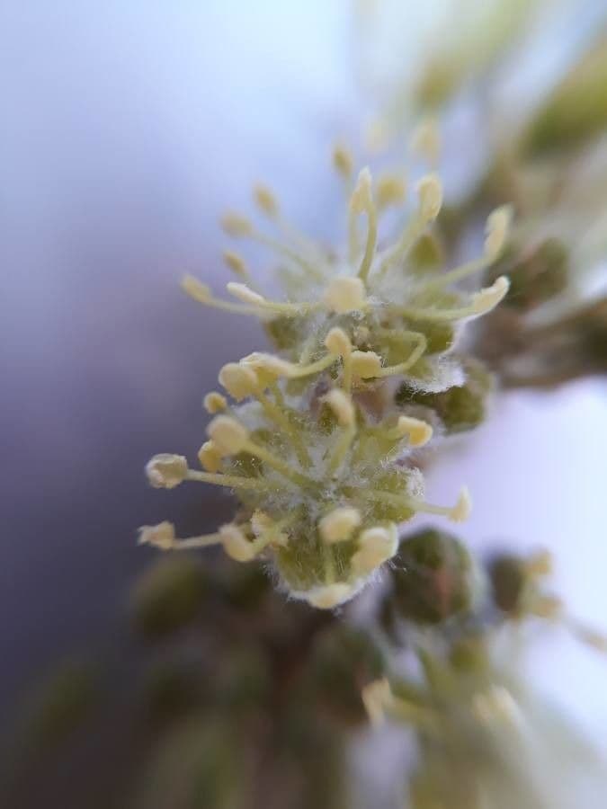 Croton 3