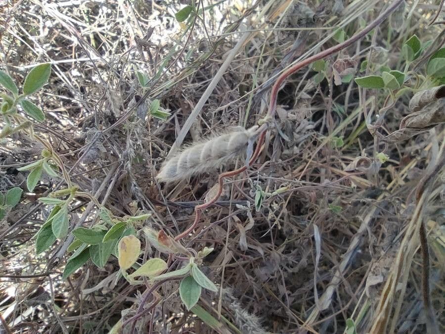 Cajan scarabeo