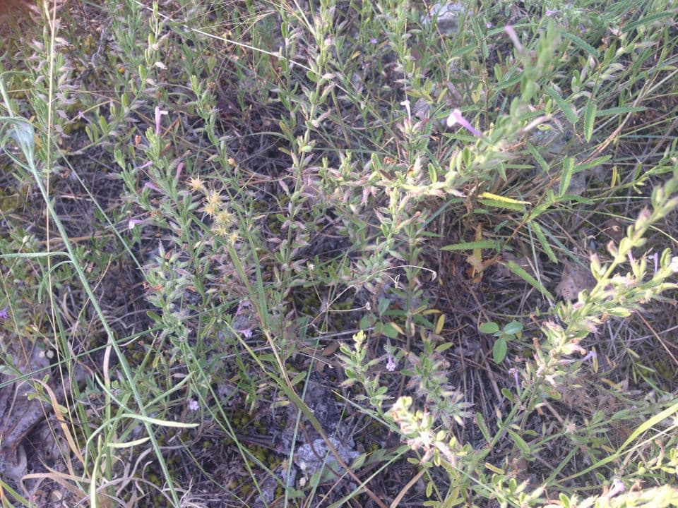 Drummonds Pennyroyal