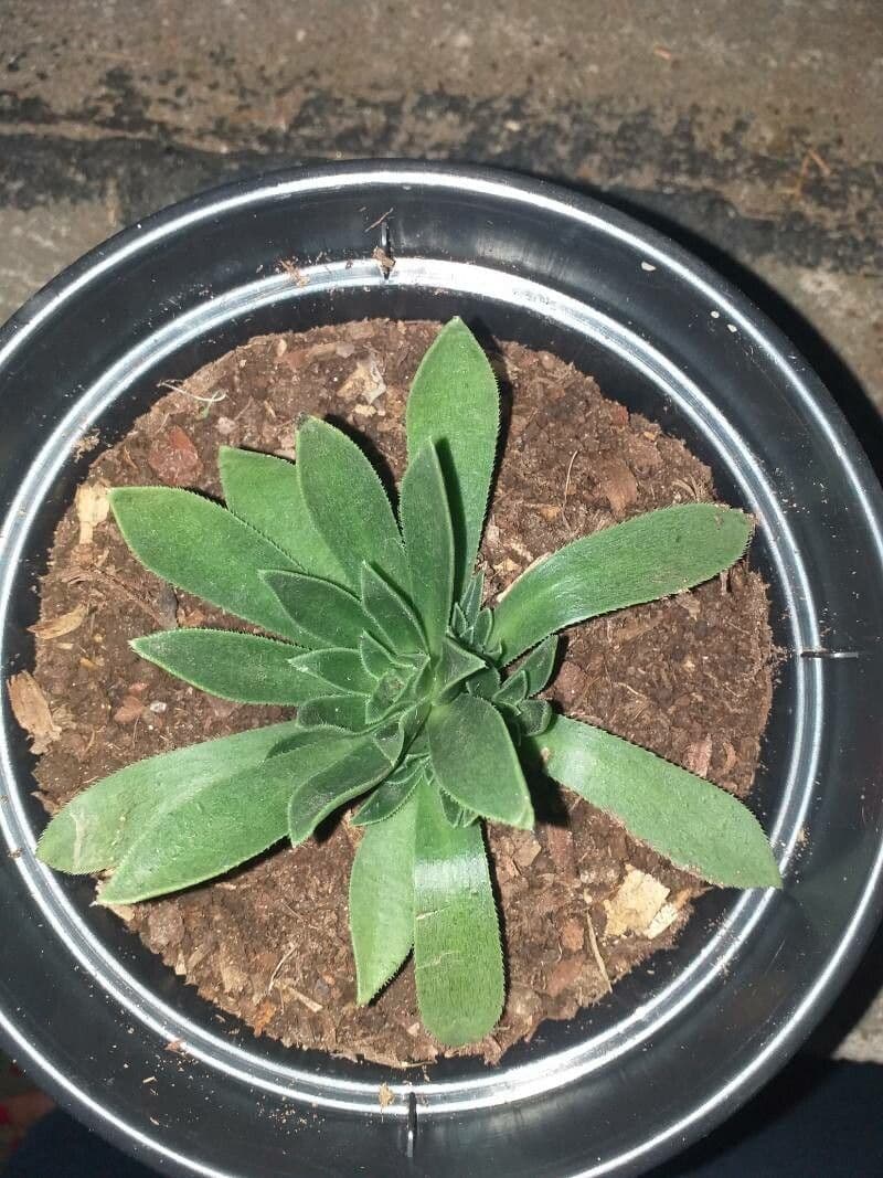 Aeonium simsii 5