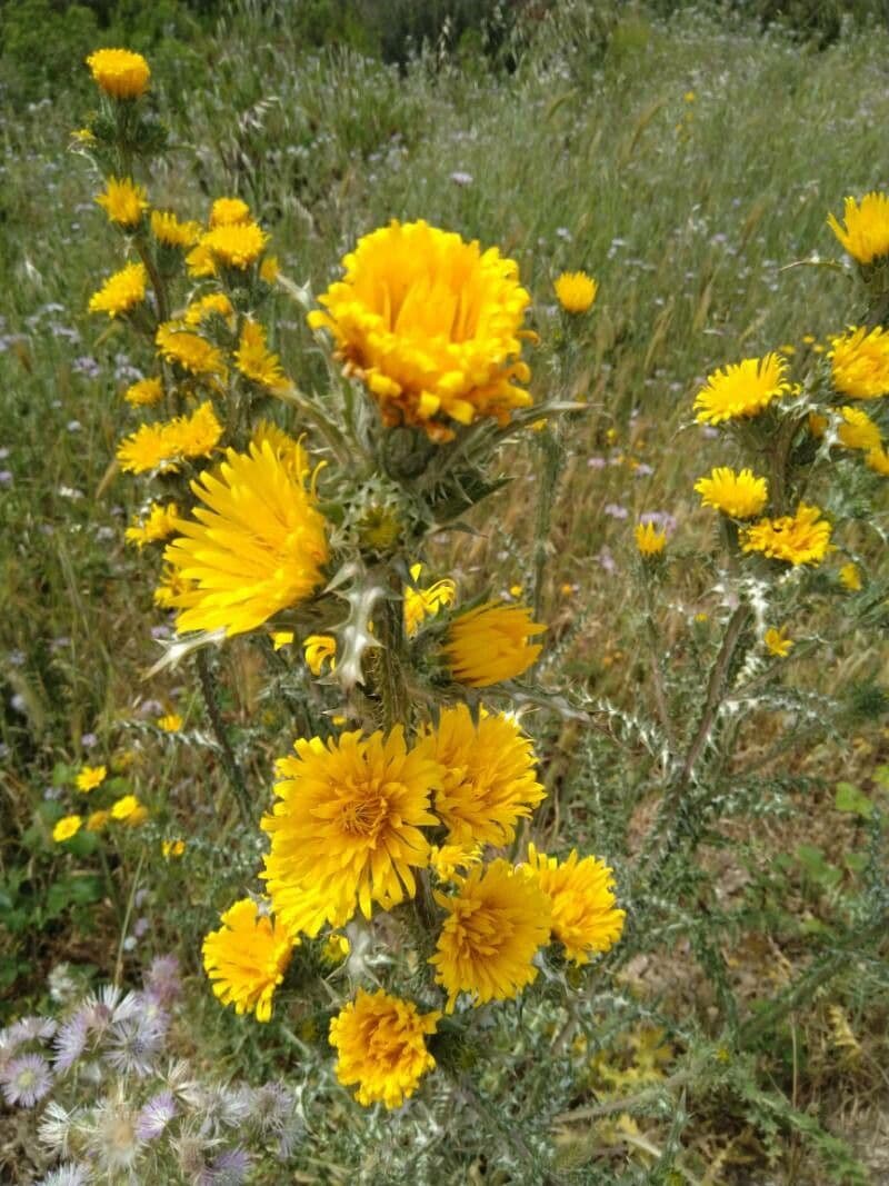 Cardo dorato 4
