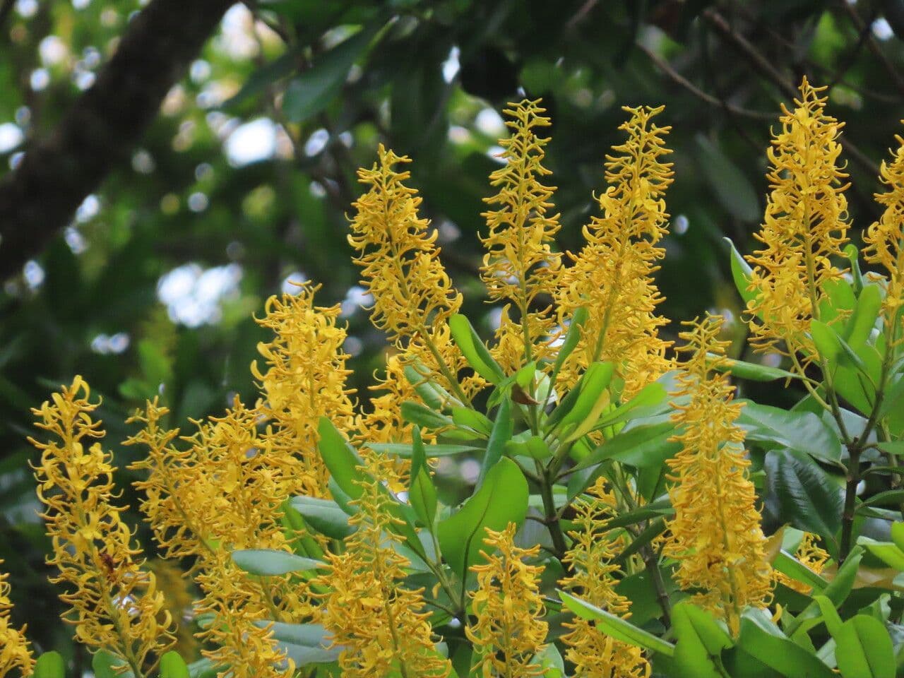 Vochysia guatemalensis 4