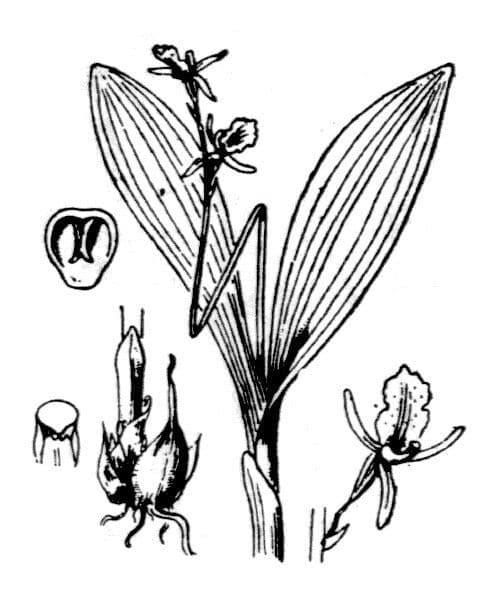 Liparide 27
