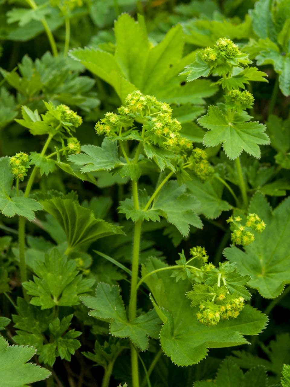 Alchemilla 5