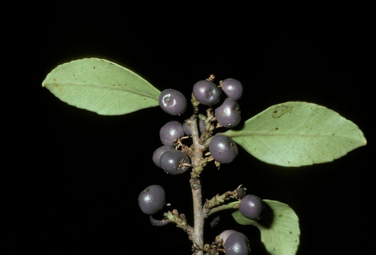 Patagonischer Pfefferbaum