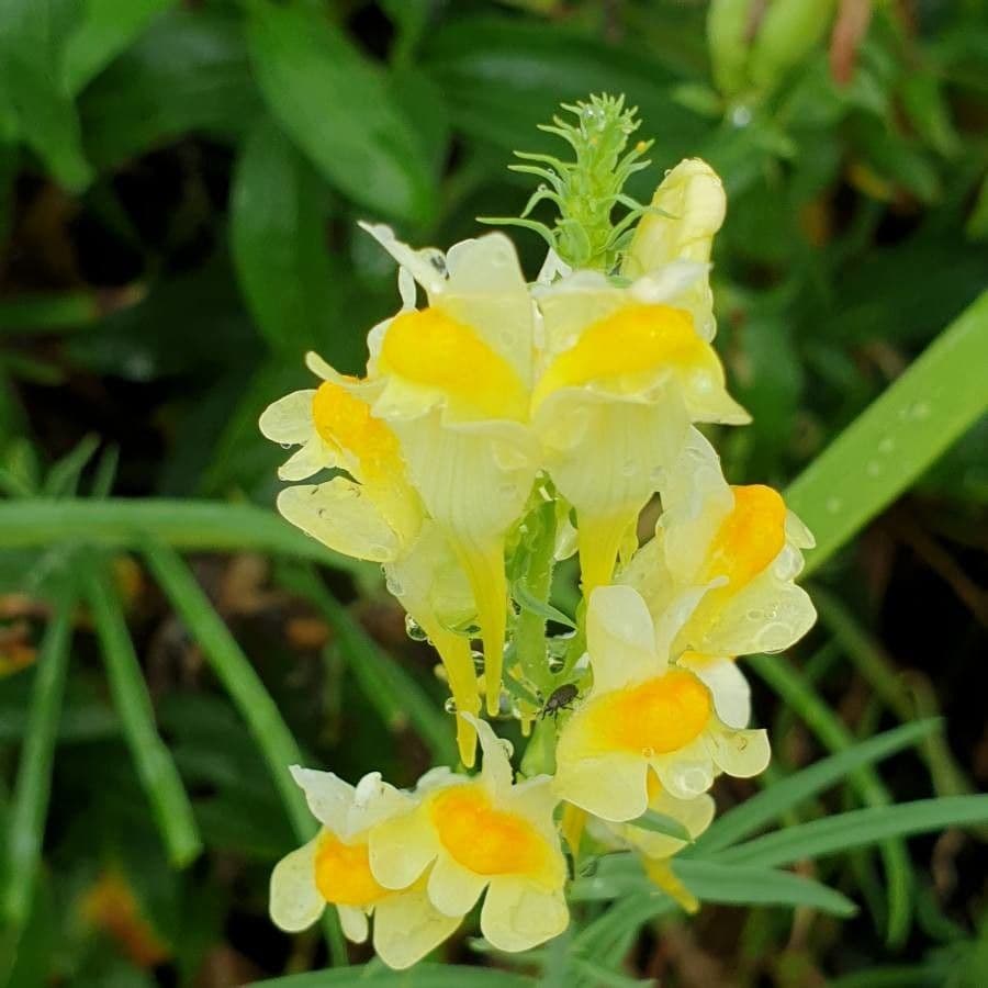 Linaria comune 6
