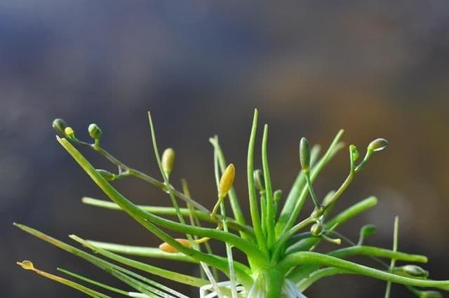 Subularia aquatica 7