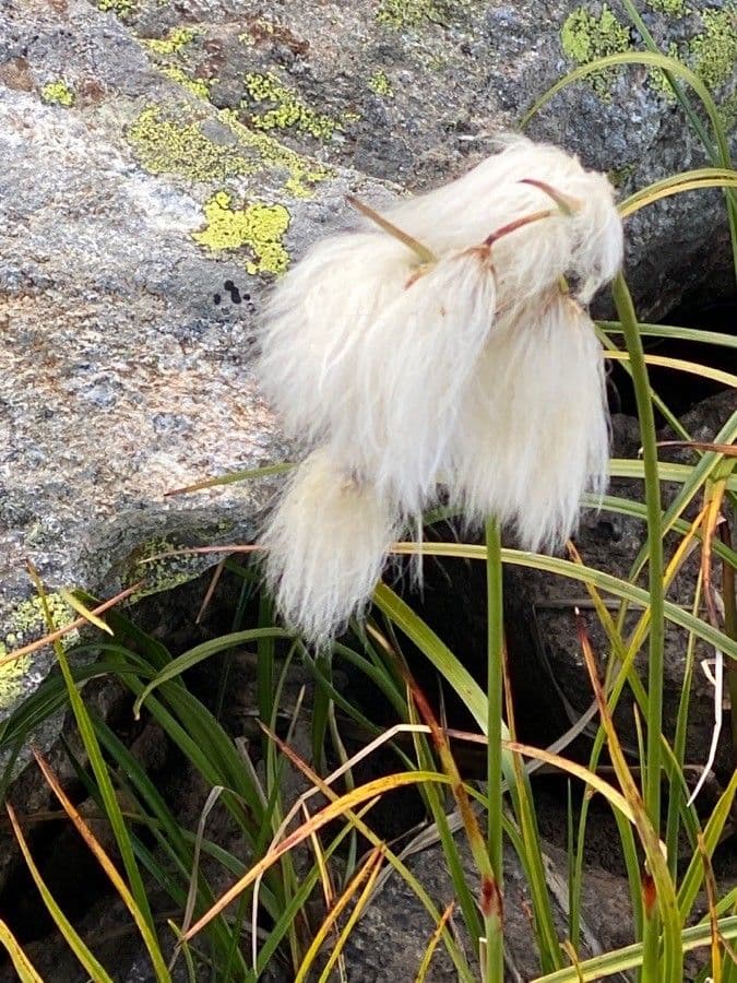 Schmalblättriges Wollgras 6
