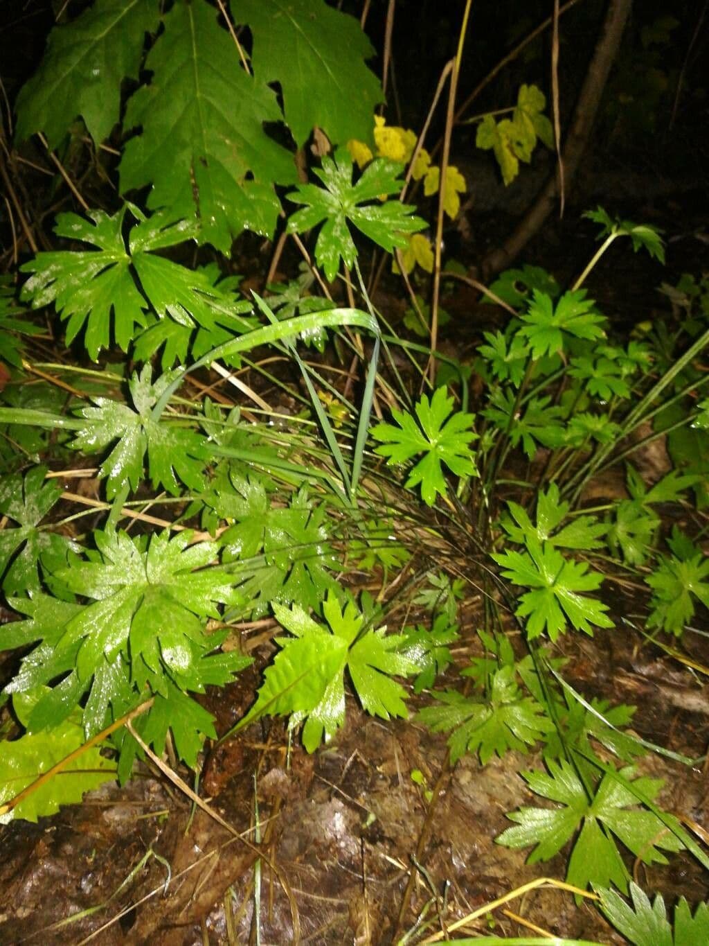 Ranuncolo 7