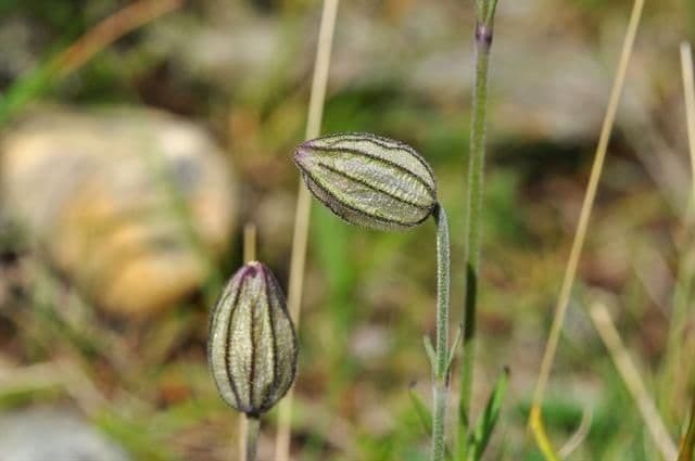 Silene uralensis 2