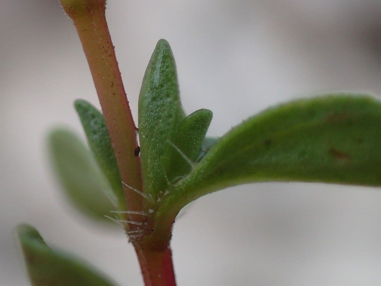 Frühblühender Thymian 20