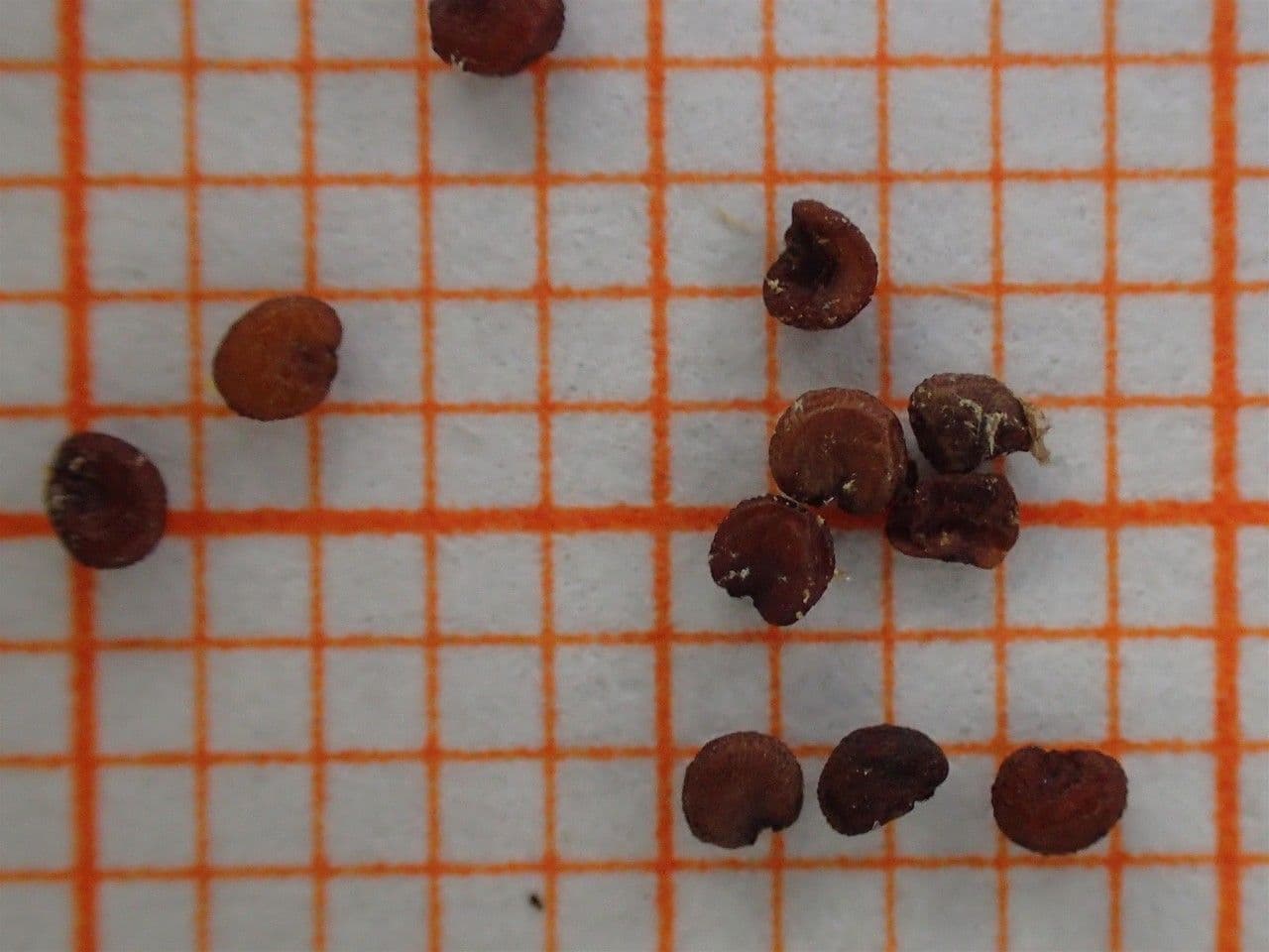 Silene a cuscinetto 25