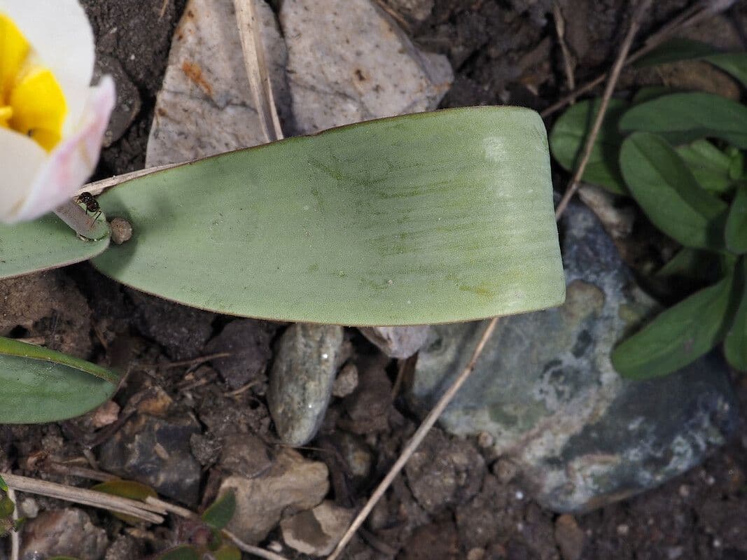 Tulipano bifloro 8