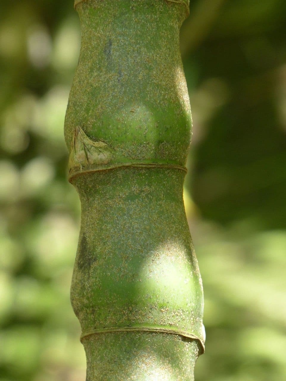 Bambù tuldoides 14