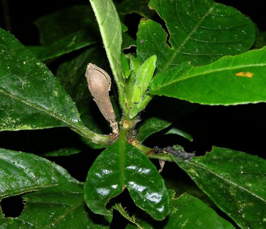 Ruellia 5
