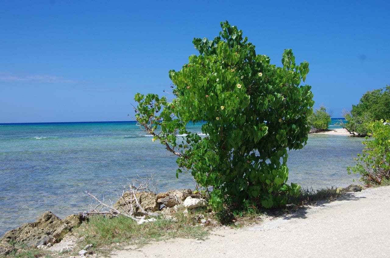 Pappelblättrige Hibiskus 11