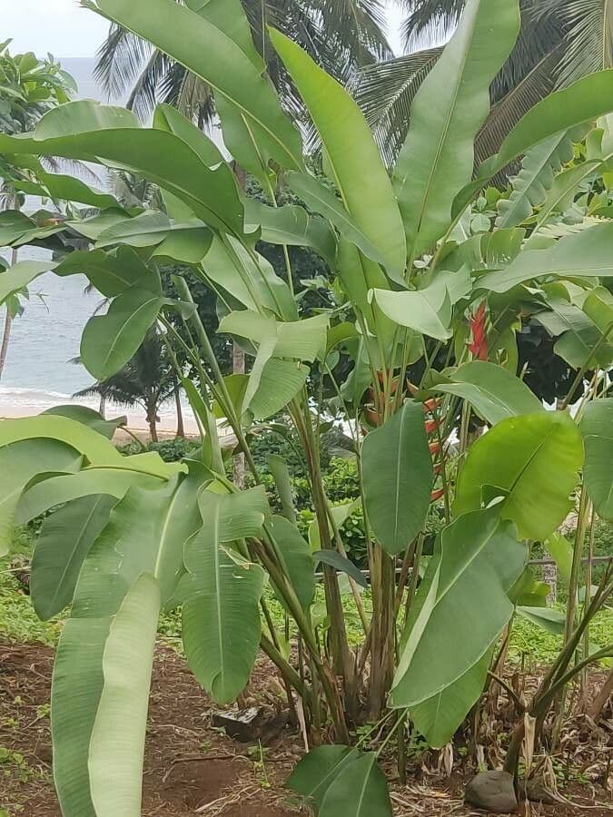 Fiore pappagallo 17
