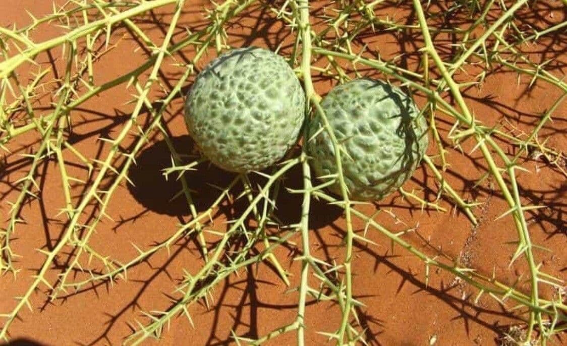 Acanthosicyos