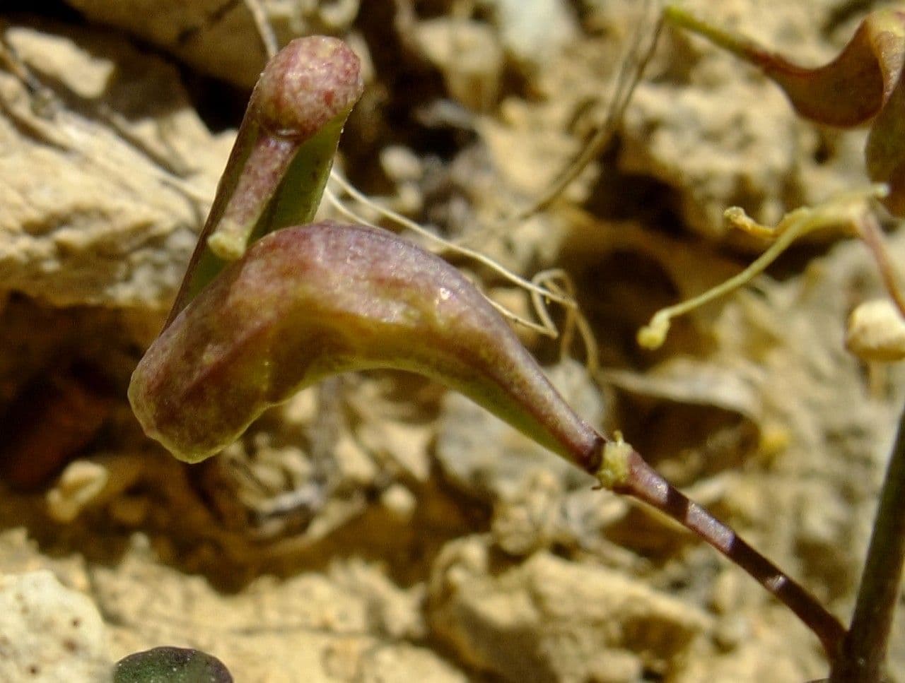Brassica repanda 4