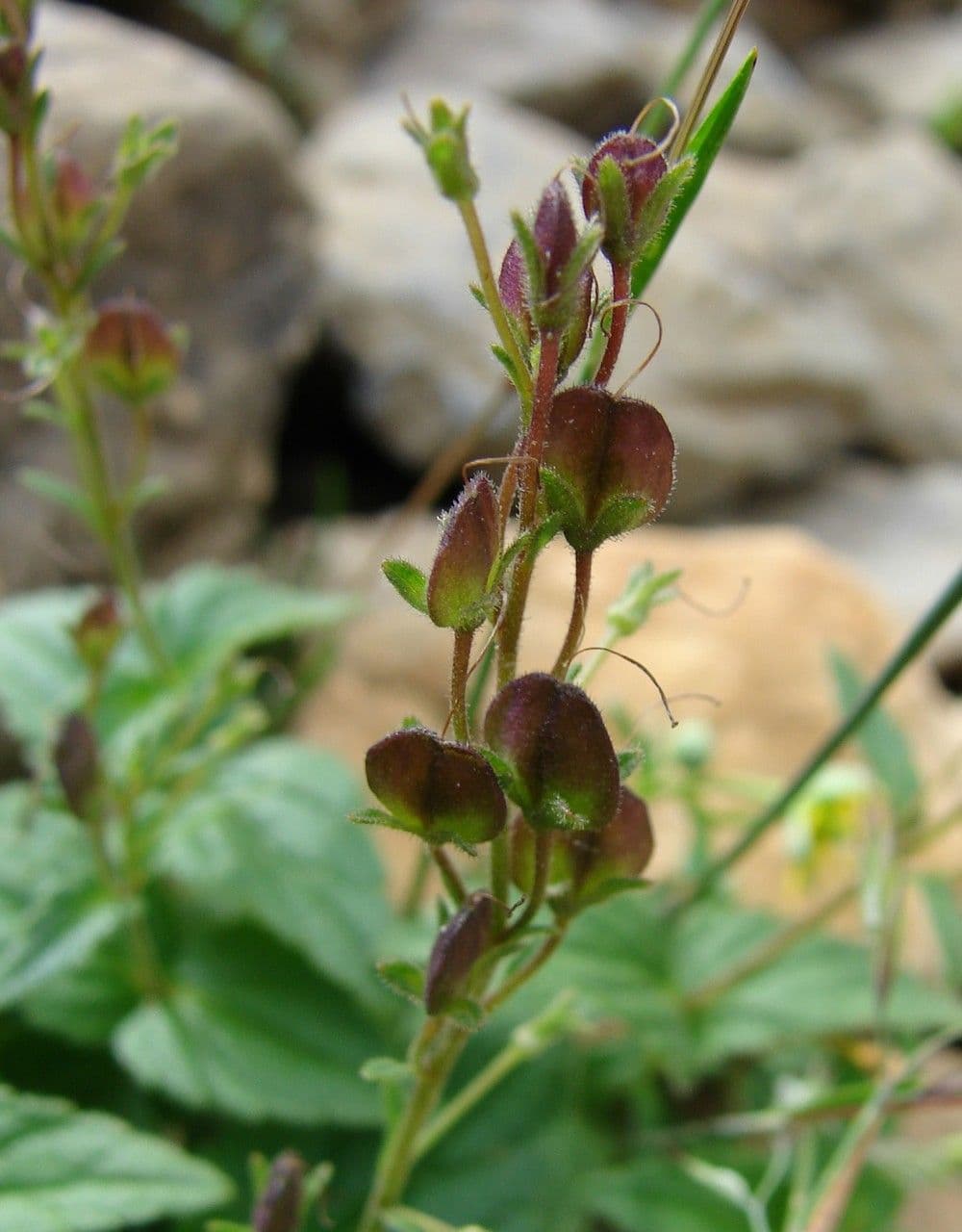 Veronica ponae 3