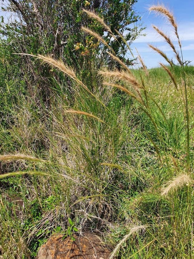 Aristida congesta