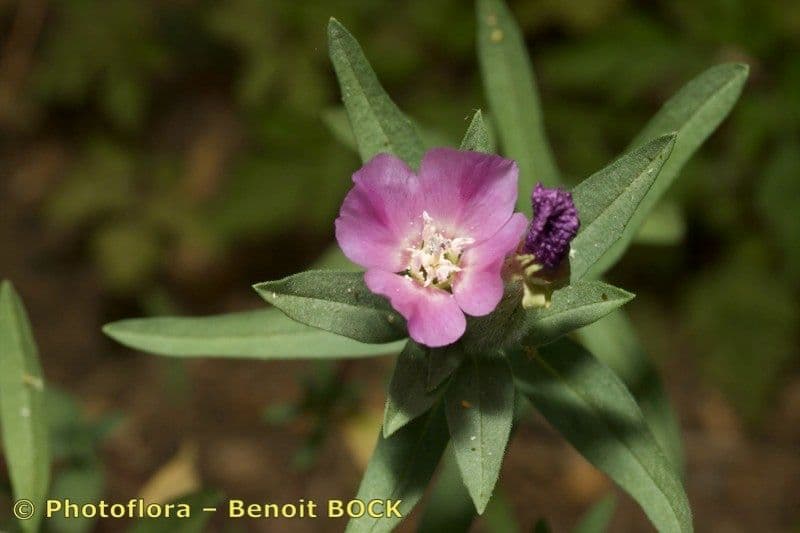Clarkia amoena 23