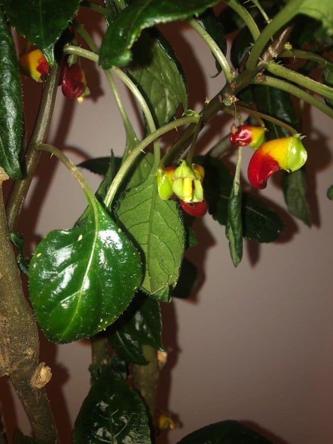 Impatiens 9