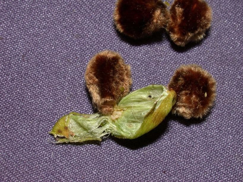 Quiina macrophylla 18