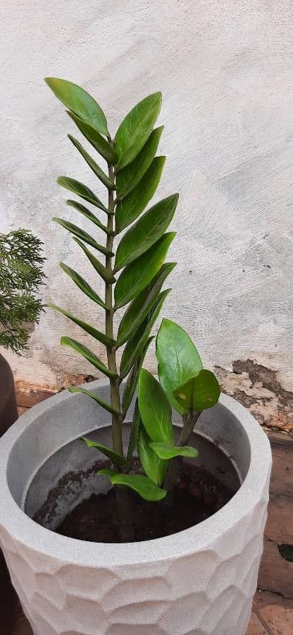 Pianta di ZZ 5
