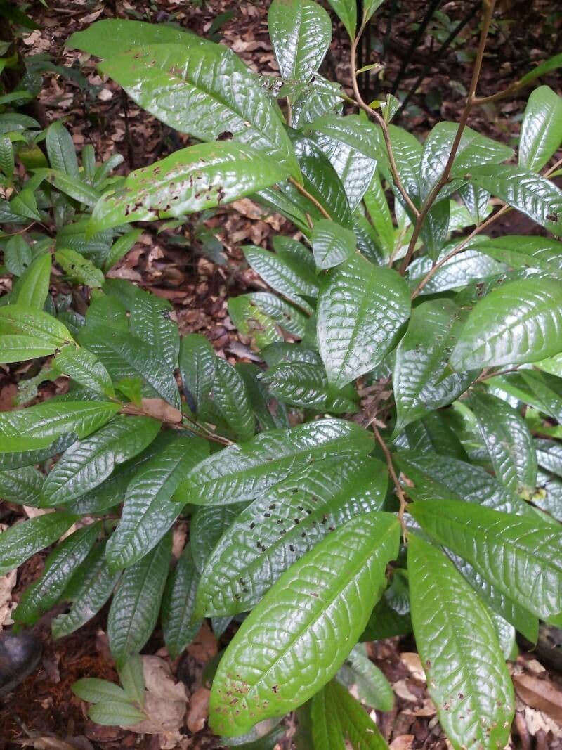 Duguetia 3