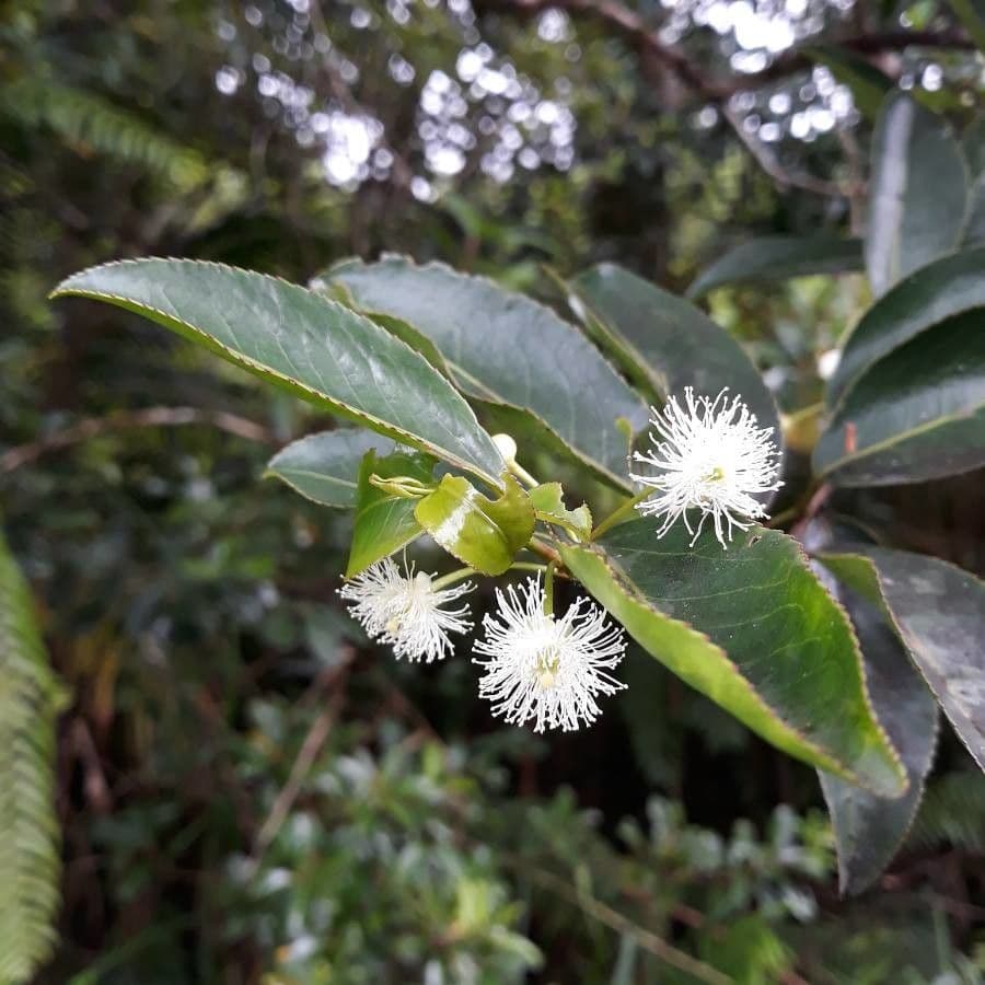 Aphloia theiformis 10