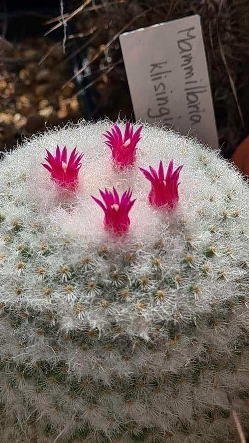 Cactus mammillaria