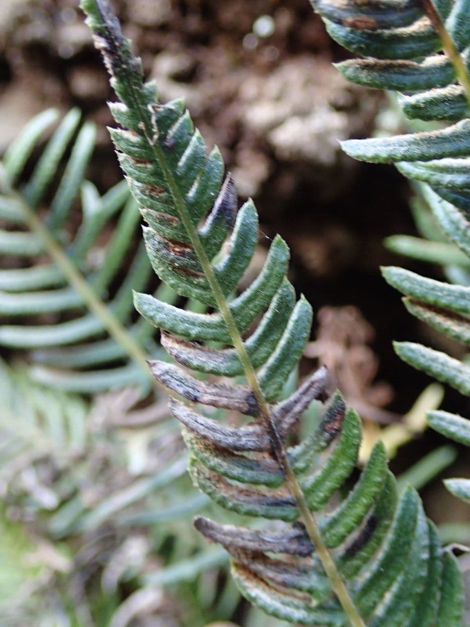 Blechnum australe 8