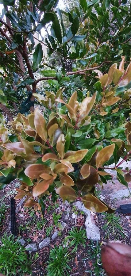 Tristaniopsis 6