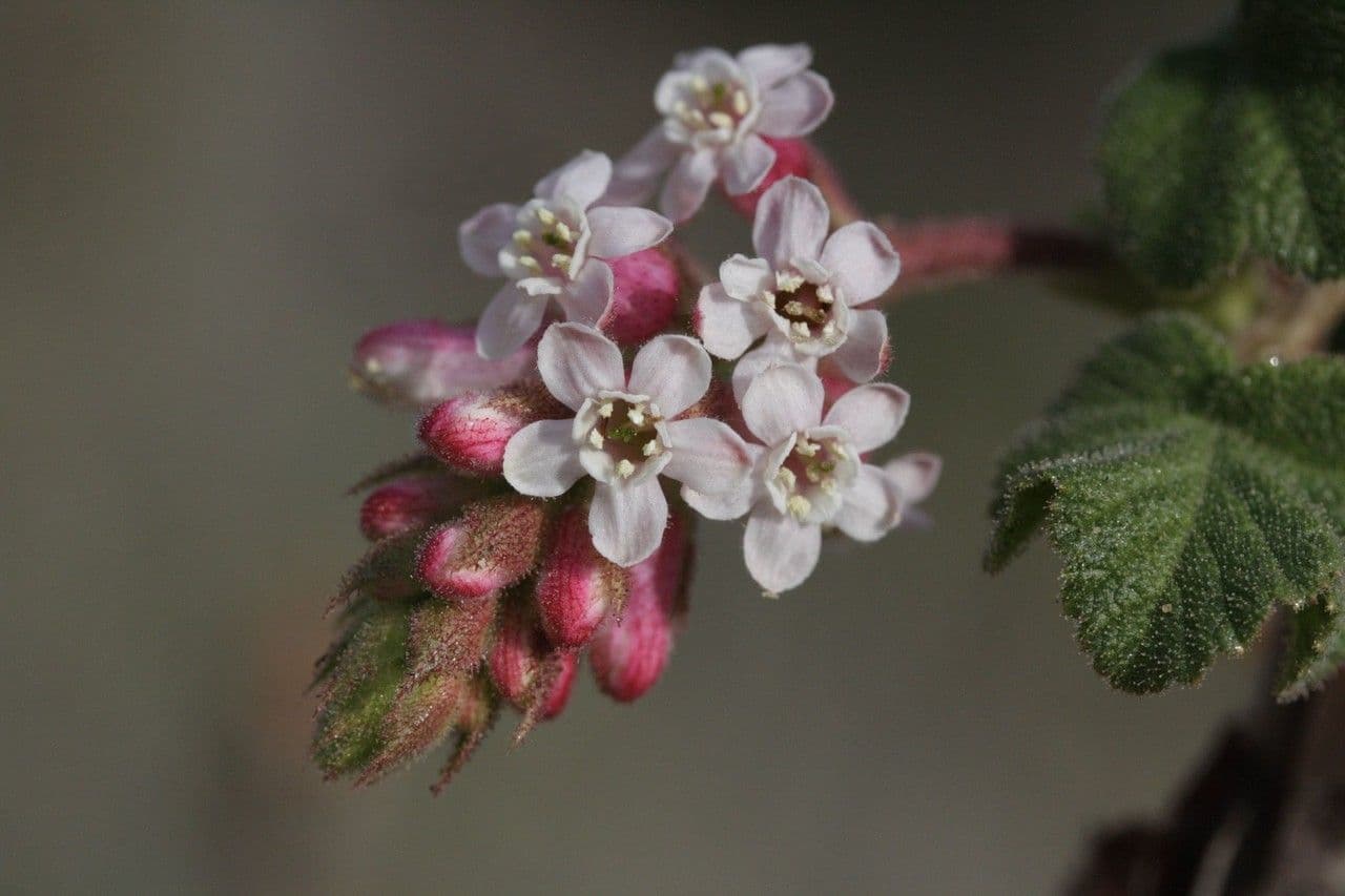 Ribes malvaceo 3