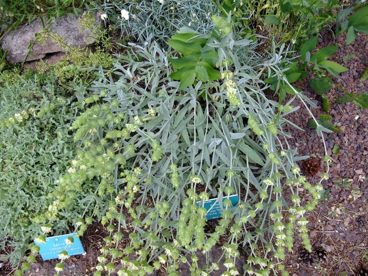 Sideritis syriaca 15