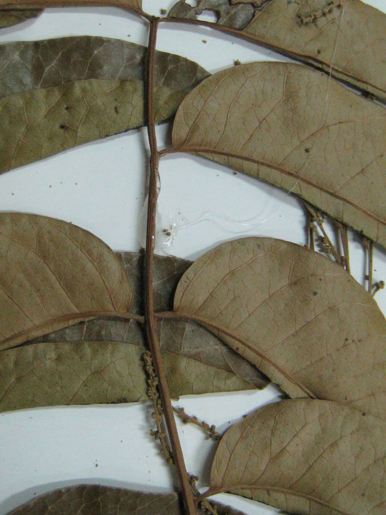 Loxopterygium