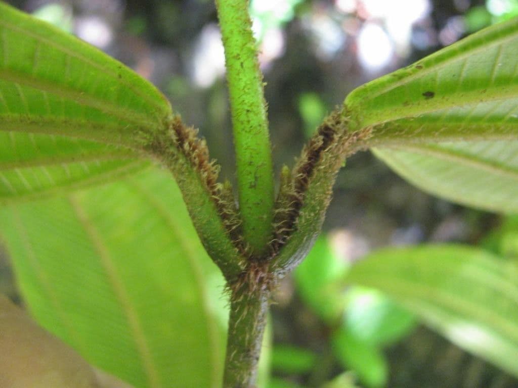 Miconia 19