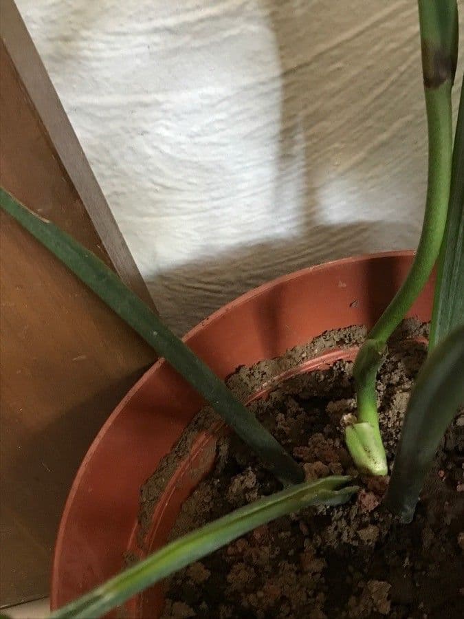 Monstera péřodílná 9