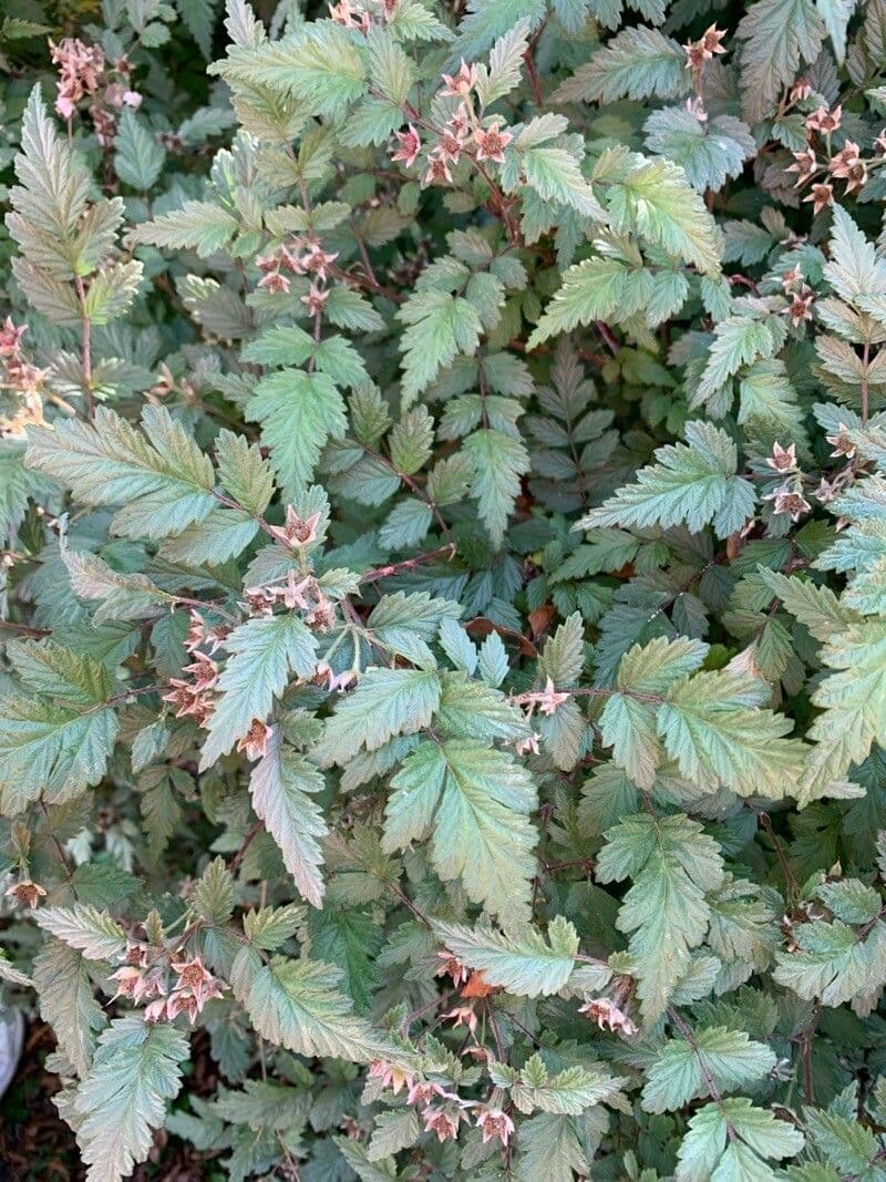 Himbeere