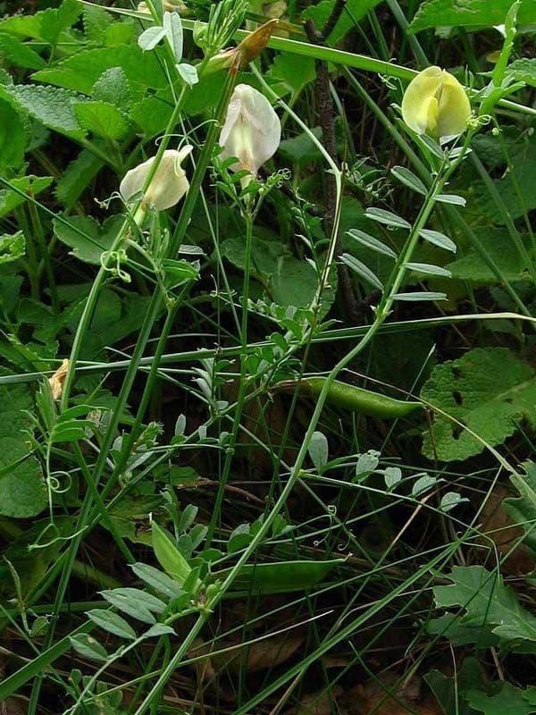 Vesce à grandes fleurs 12