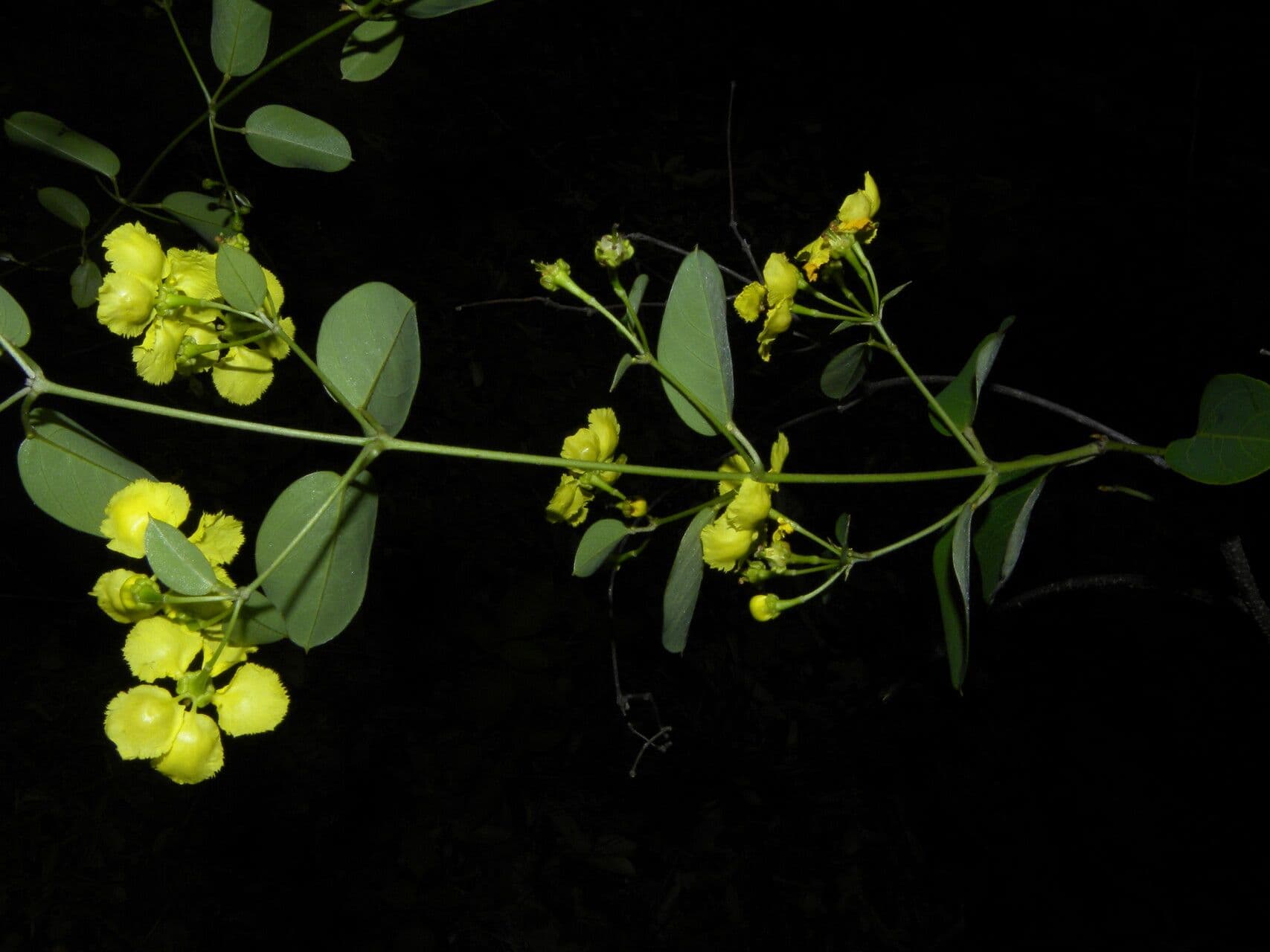 Stigmaphyllon 9