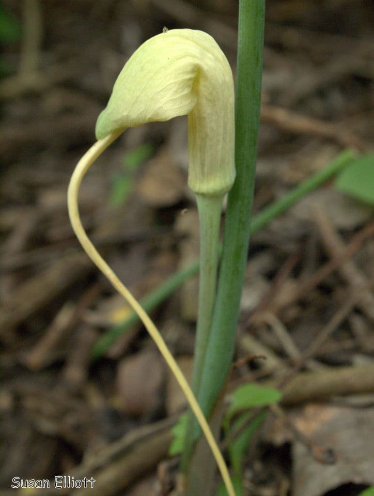 Grüner Aronstab 6