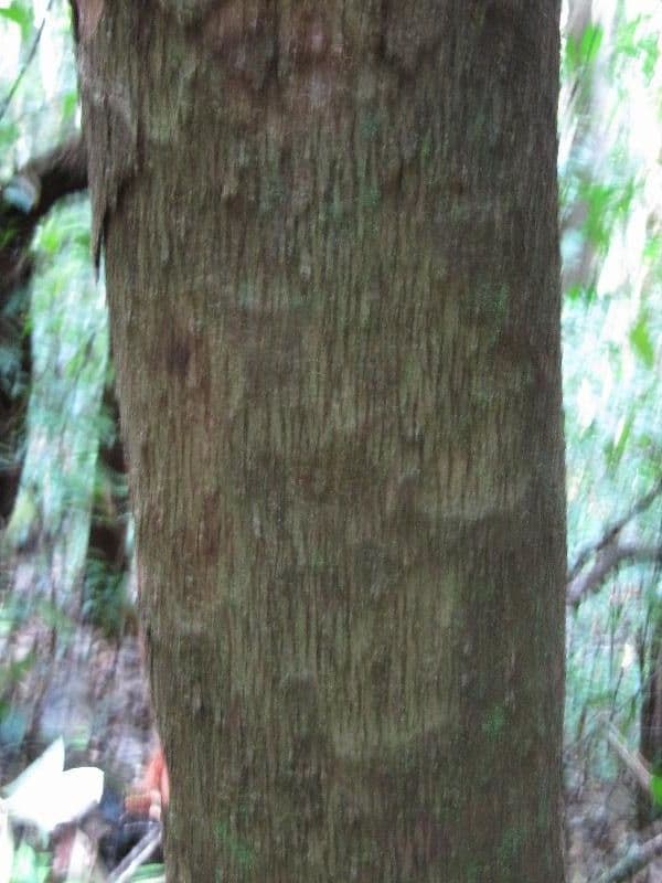 Sextonia 7