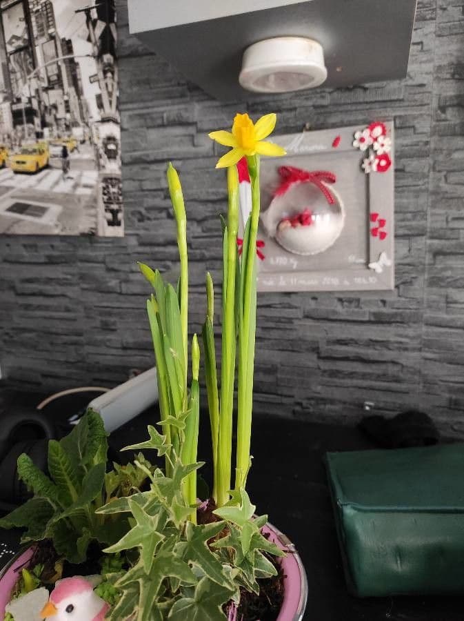 Narciso 2