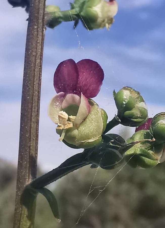 Scrofularia lucida 2
