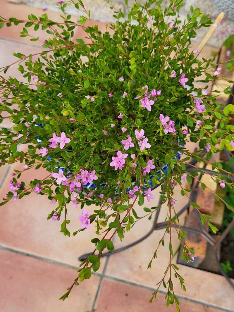 Boronia all'anice 3