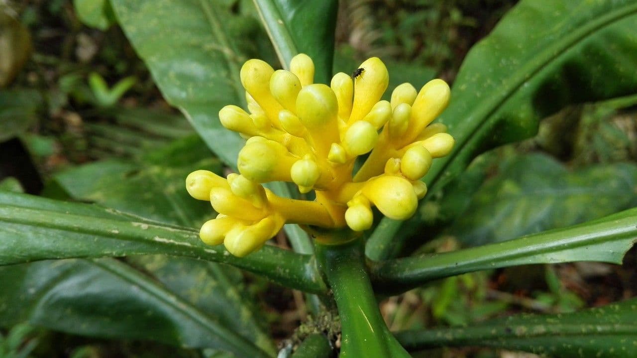 Potalia turbinata 5